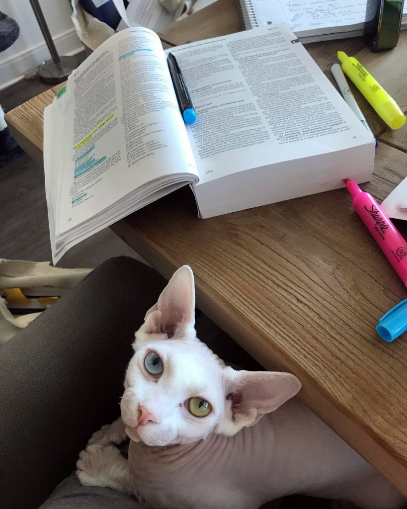 характер-канадских-сфинксов сон