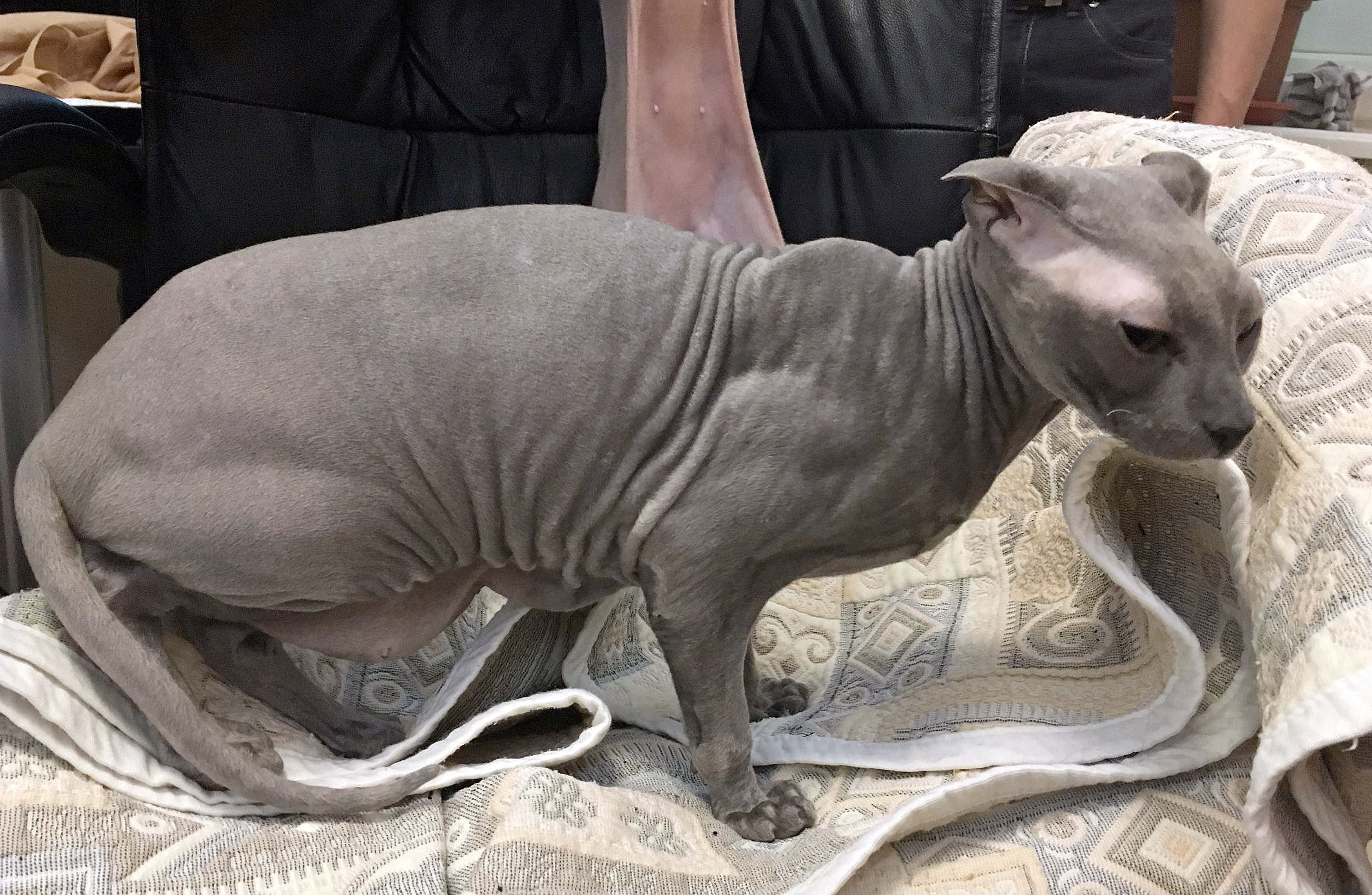 Характер кошек сфинксов, вопросы ухода и содержания, отзывы владельцев