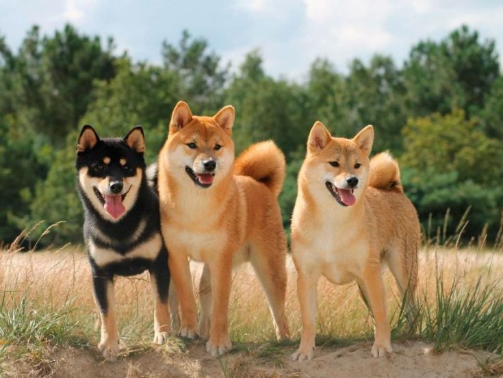 Все о Сиба-Ину: описание, характер и уход