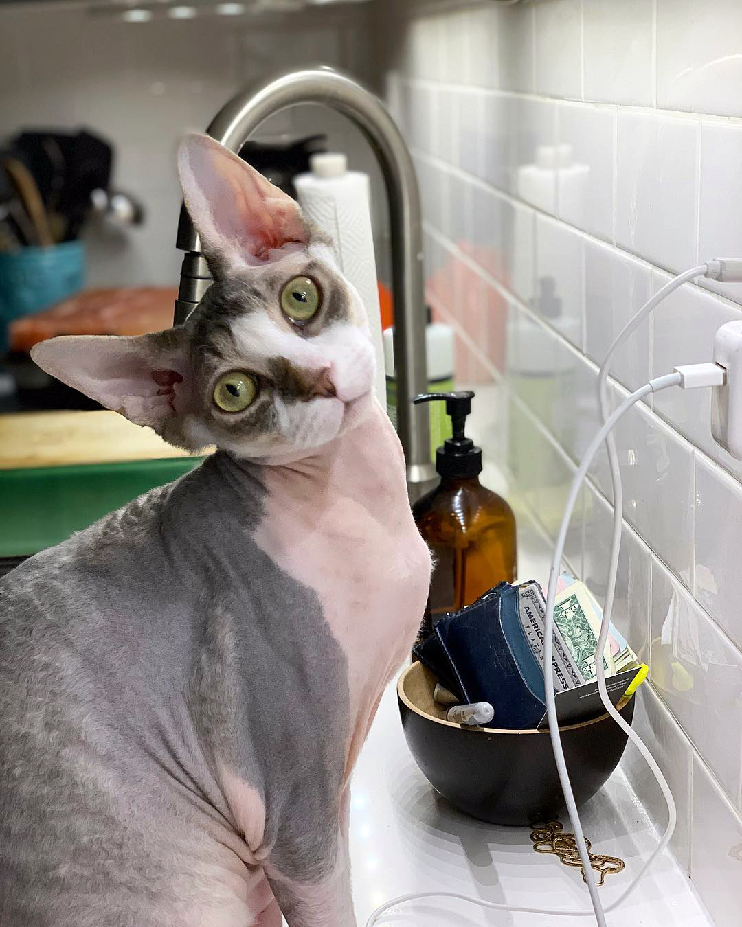 Канадский сфинкс: характеристика породы, происхождение лысых кошек, отзывы владельцев, вопросы по уходу и содержанию, болезни породы