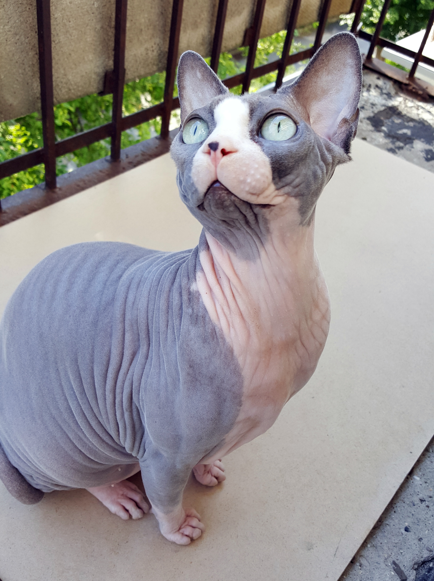 Канадский сфинкс: характеристика породы, происхождение лысых кошек, отзывы владельцев, вопросы по уходу и содержанию, болезни породы