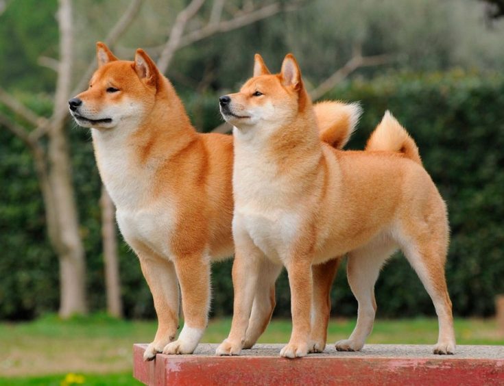 Все о Сиба-Ину: описание, характер и уход