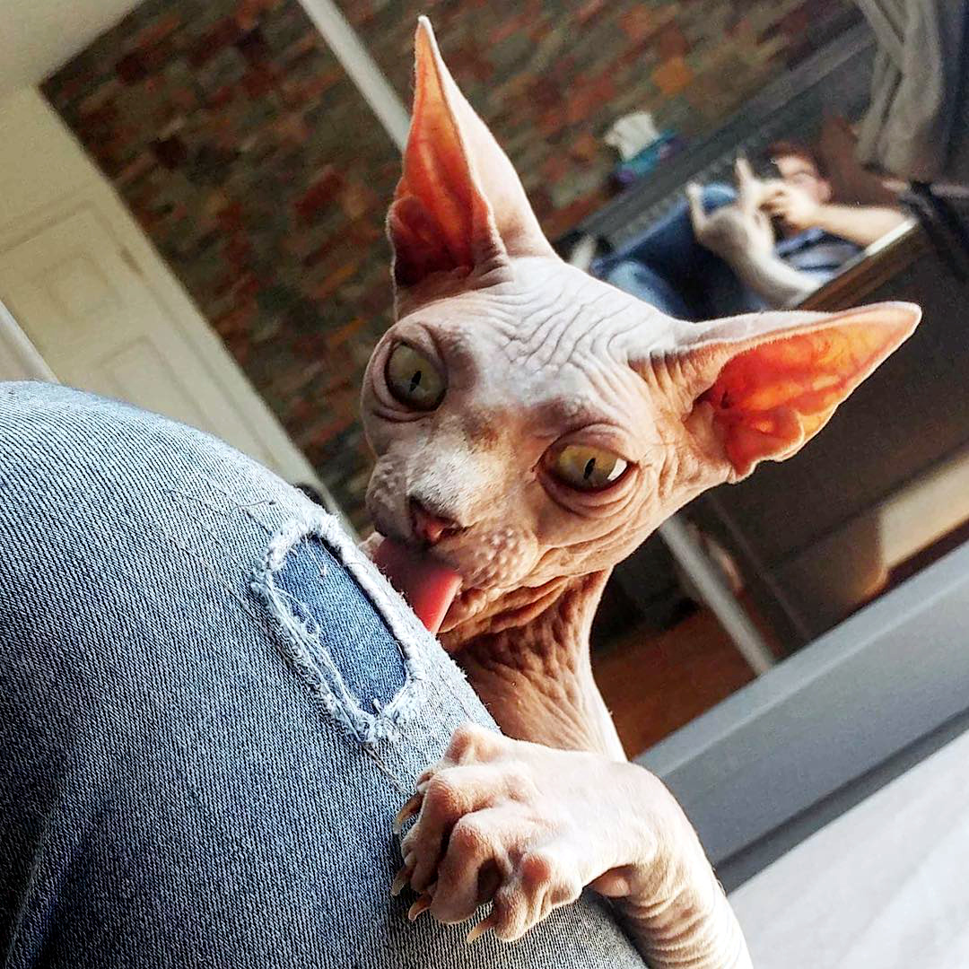 характер-канадских-сфинксов сон