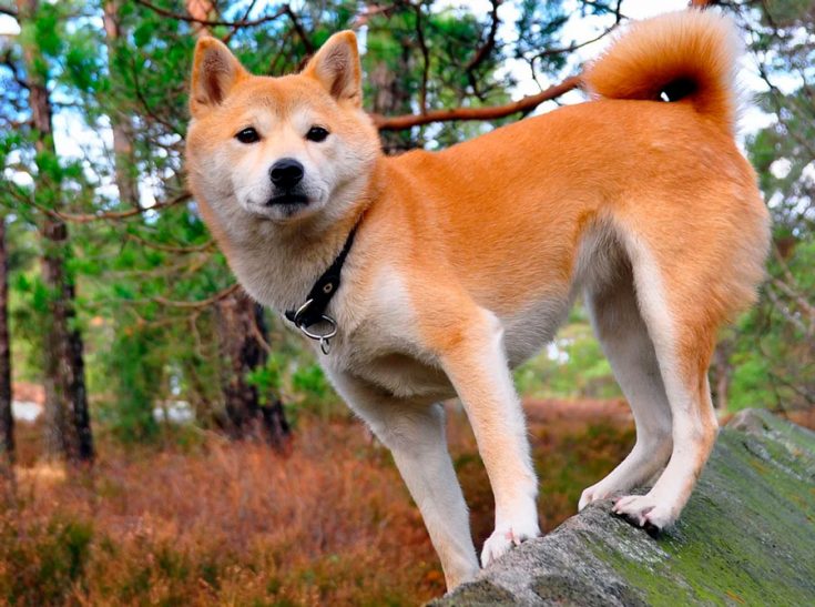 Все о Сиба-Ину: описание, характер и уход