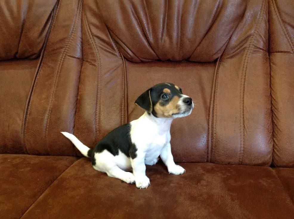 Характеристика породы джек-рассел-терьер - описание, характер, особенности ухода