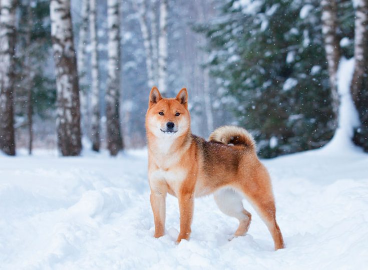 Все о Сиба-Ину: описание, характер и уход