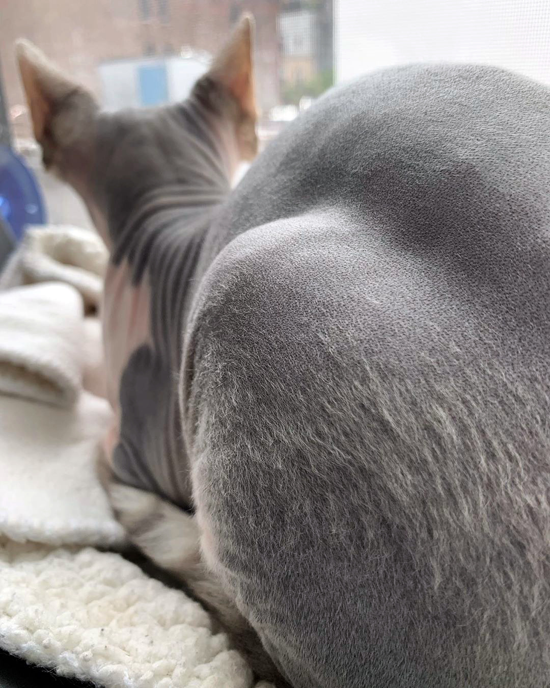 канадский сфинкс особенности породы