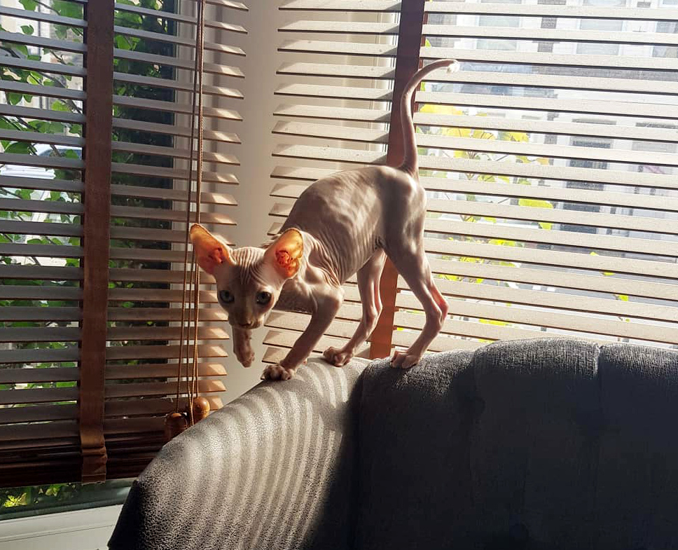 персонаж-кошек-сфинкс сон