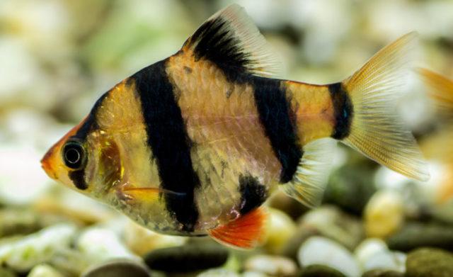 Беременная самка барбуса Беременная самка барбуса