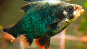 Плавниковая гниль у барбуса Плавниковая гниль у барбуса