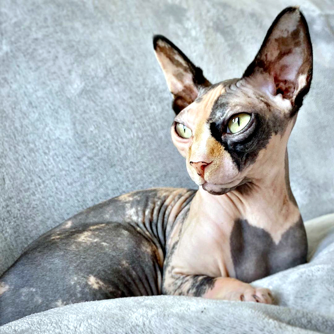 канадский сфинкс особенности породы