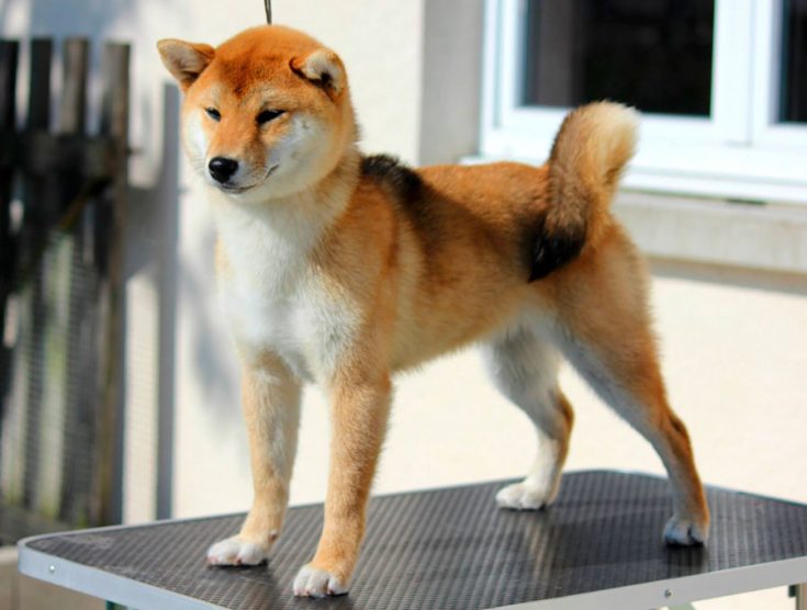 Все о Сиба-Ину: описание, характер и уход