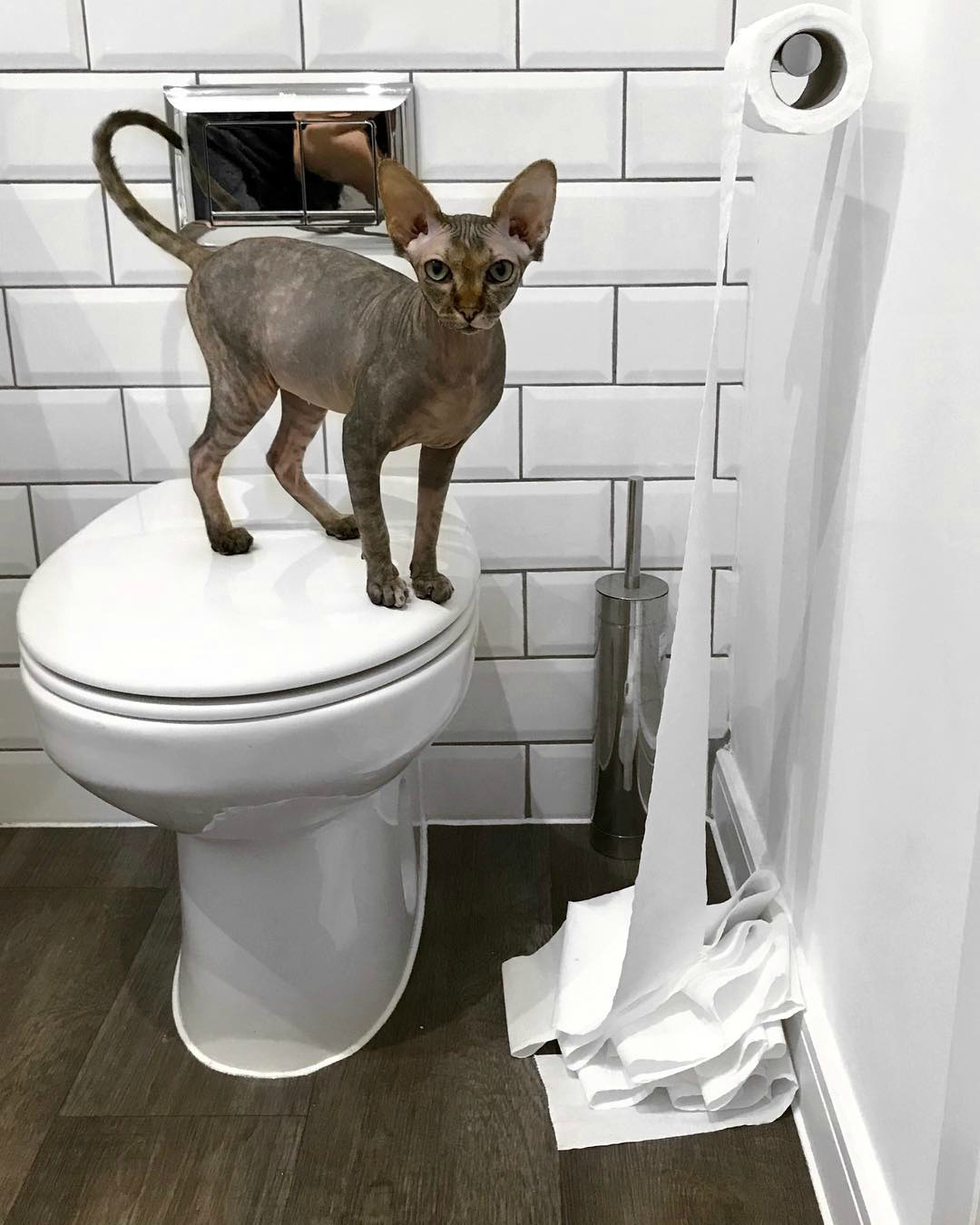 характер-канадских-сфинксов сон