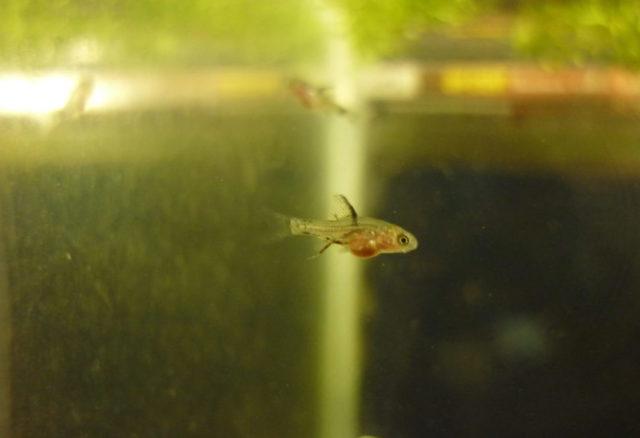 3х недельный малек барбуса суматрансокого 3х недельный малек барбуса суматрансокого