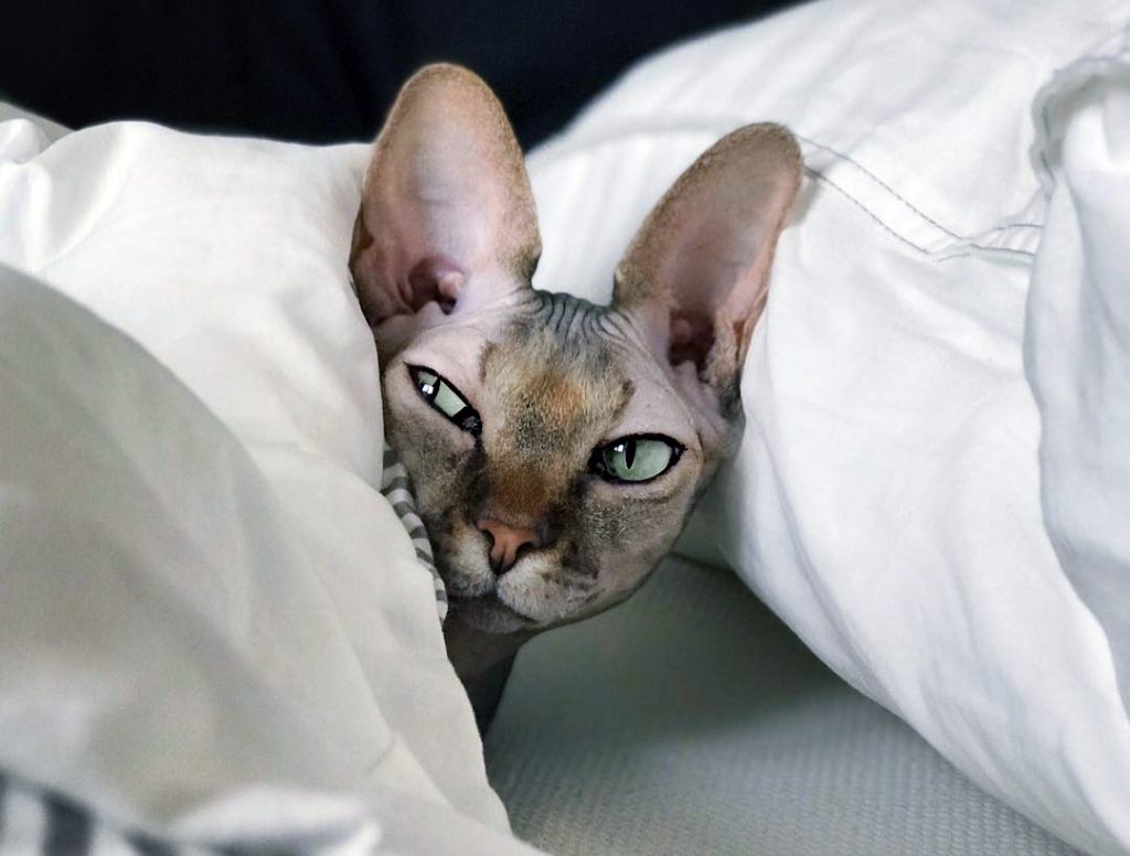 канадский сфинкс особенности породы