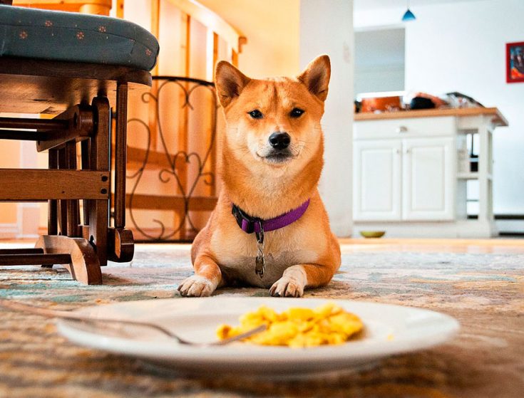 Все о Сиба-Ину: описание, характер и уход