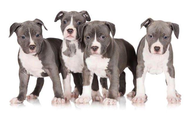 Американский питбультерьер - выбор щенка