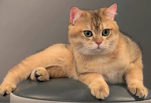 Золотая Британская короткошерстная