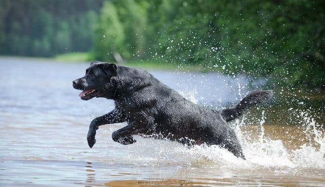 Черный лабрадор – активный отдых на воде