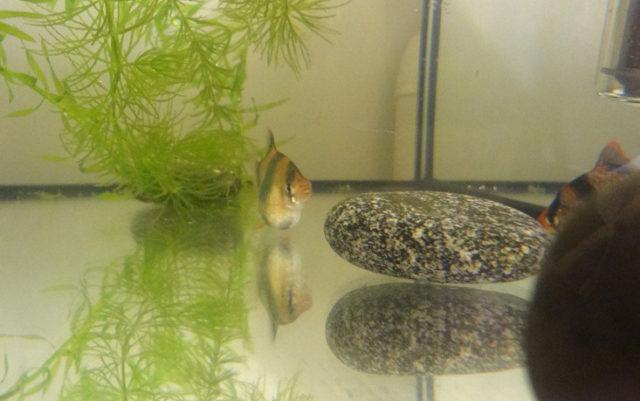 Нерестовик для барбусов Нерестовик для барбусов