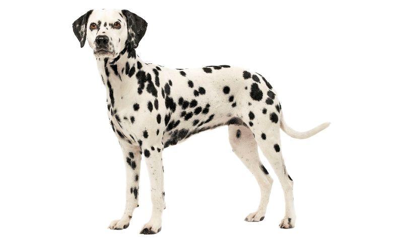 Далматинцы - в полный рост