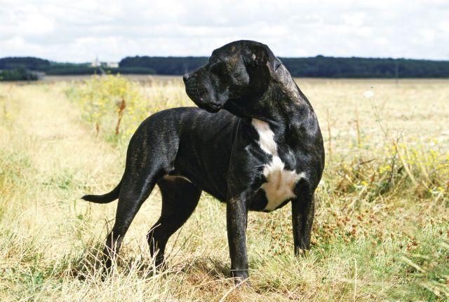 Дог Канарио - внешний вид