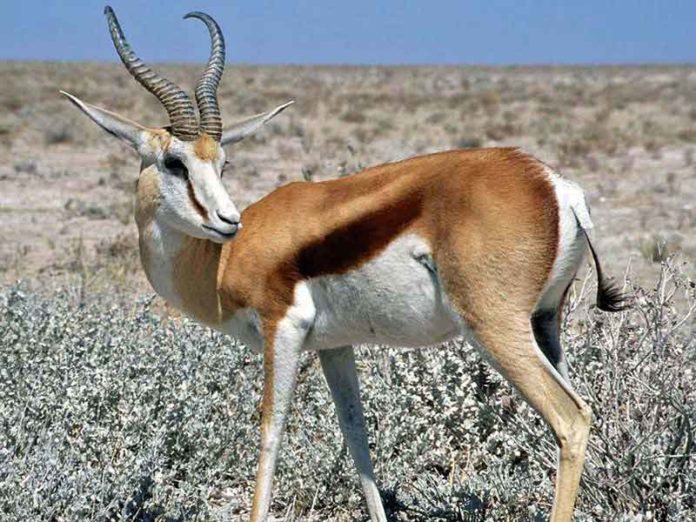 Газель Джейран