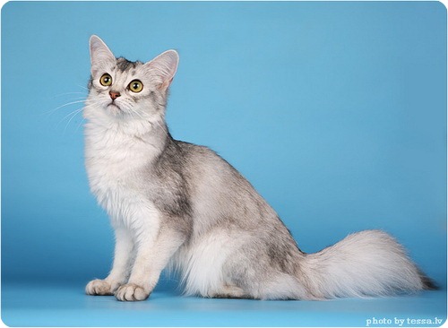 Сомалийская кошка