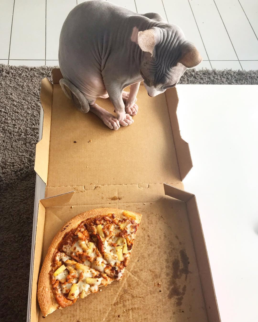 персонаж-кошек-сфинкс сон