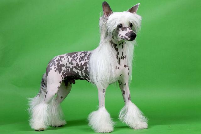 Китайская голая собака — забавные породы собак