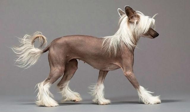 Смешные породы — китайская голая собака