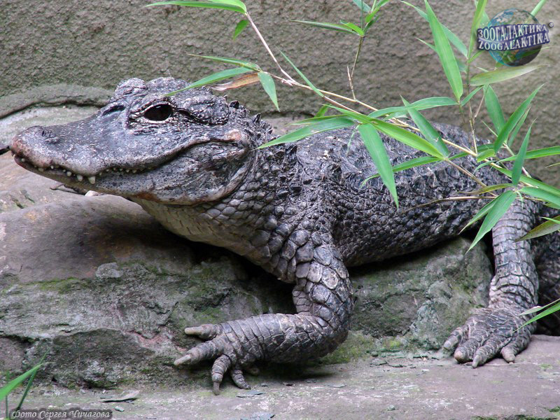 Китайский аллигатор
