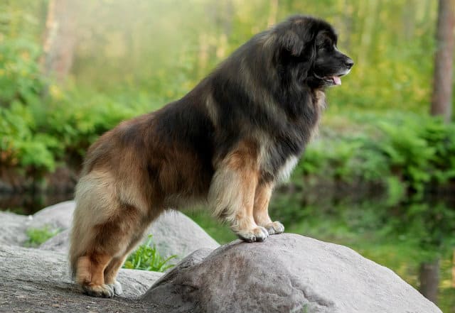 Леонбергер красивая порода