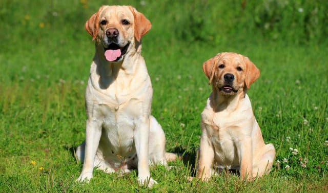 Лабрадор-ретривер – выбор щенка