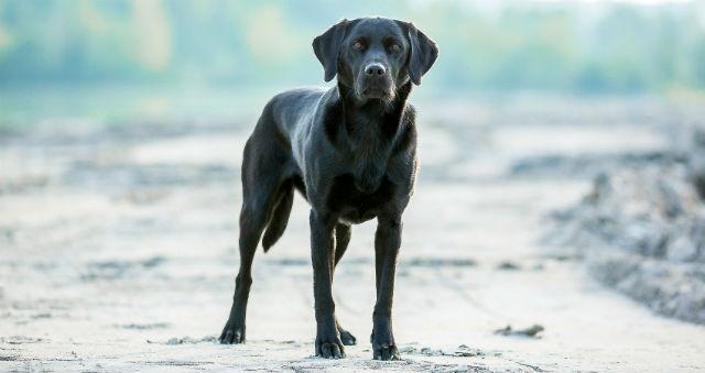 Черный лабрадор ретривер