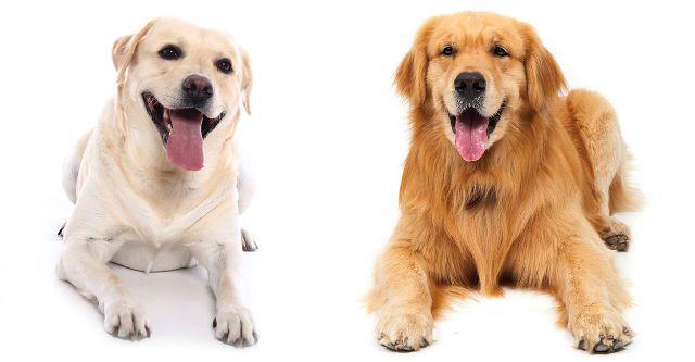 Лабрадор ретривер и золотистый ретривер