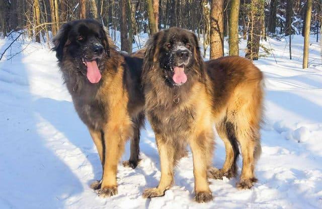 Самые красивые породы собак - Леонбергер