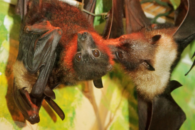 Летучая лисица