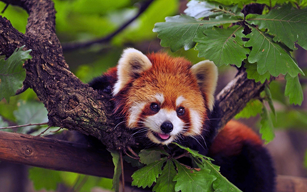 Малая или красная панда