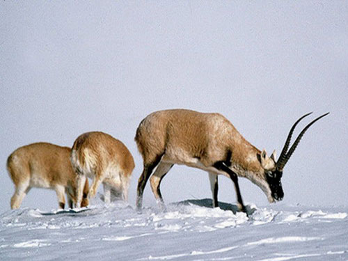 Оронго или чиру