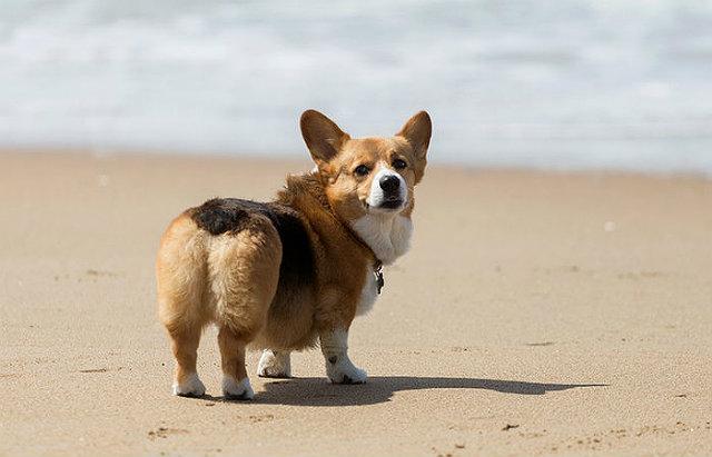 Пемброк - вид сзади