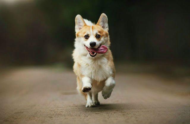 Пемброк бежит