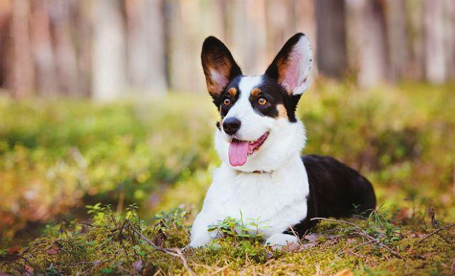 Вельш-корги кардиган - уши