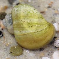 Pomacea-bridgesii-yellow Ампулярия: размножение, содержание и уход