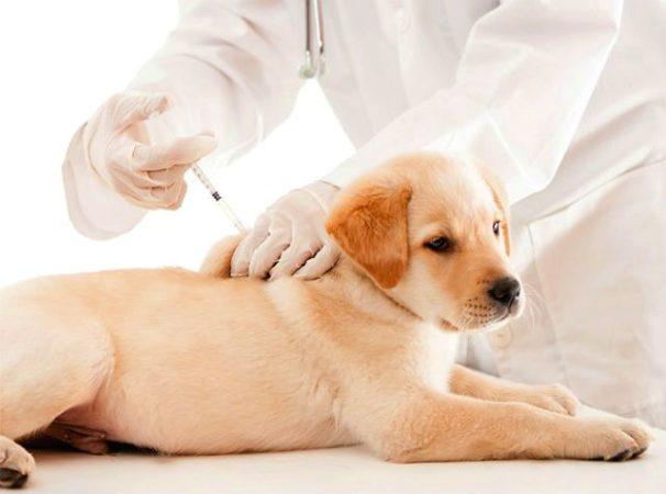 Щенки лабрадора - вакцинация
