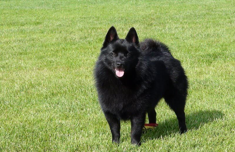 20 пастушьих пород собак