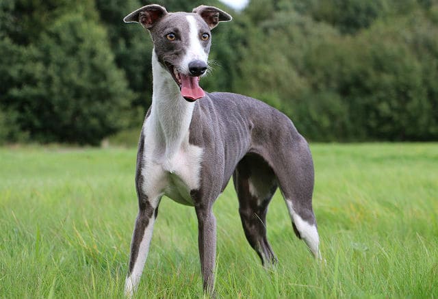 Уиппет - быстрая собака