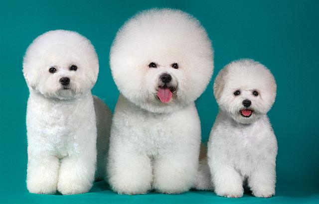 Самые милые породы собак - бишон фризе