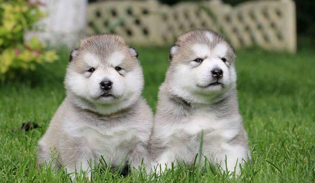 Аляскинский маламут - Самые популярные породы