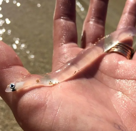 Прозрачное существо пресноводных вод - речной угорь Самые удивительные прозрачные существа Мира